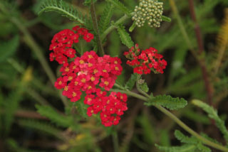 Achillea millefolium 'Paprika'Duizendblad bestellen